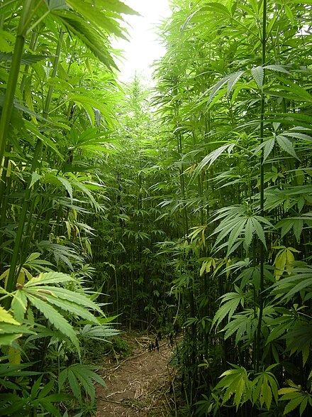 Hemp is a variety of the cannabis family