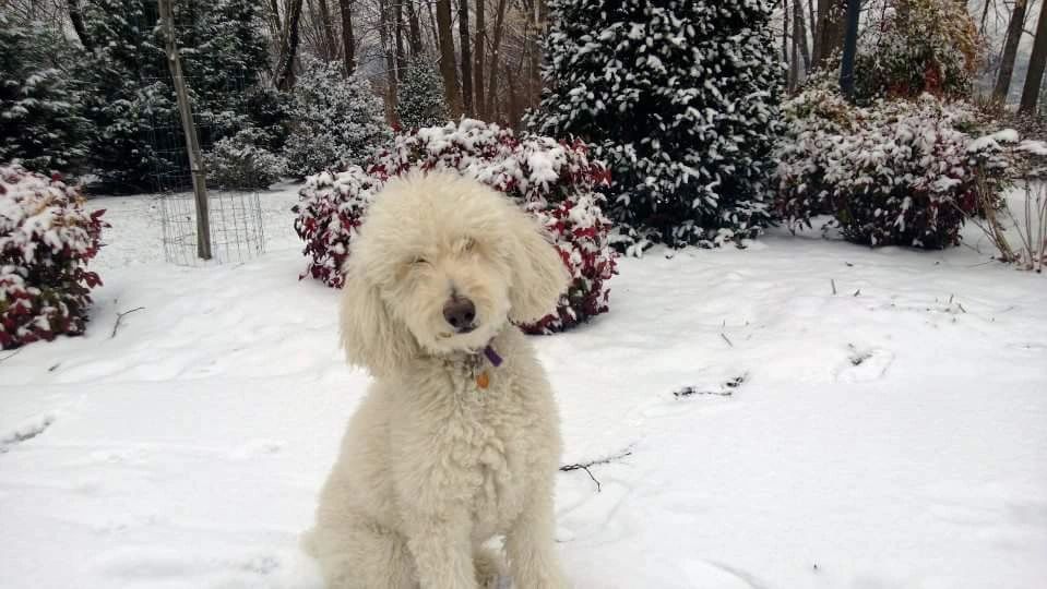 Nikki, my poodle in the snow.  CBD extended her life by 5 and 1/2 years.