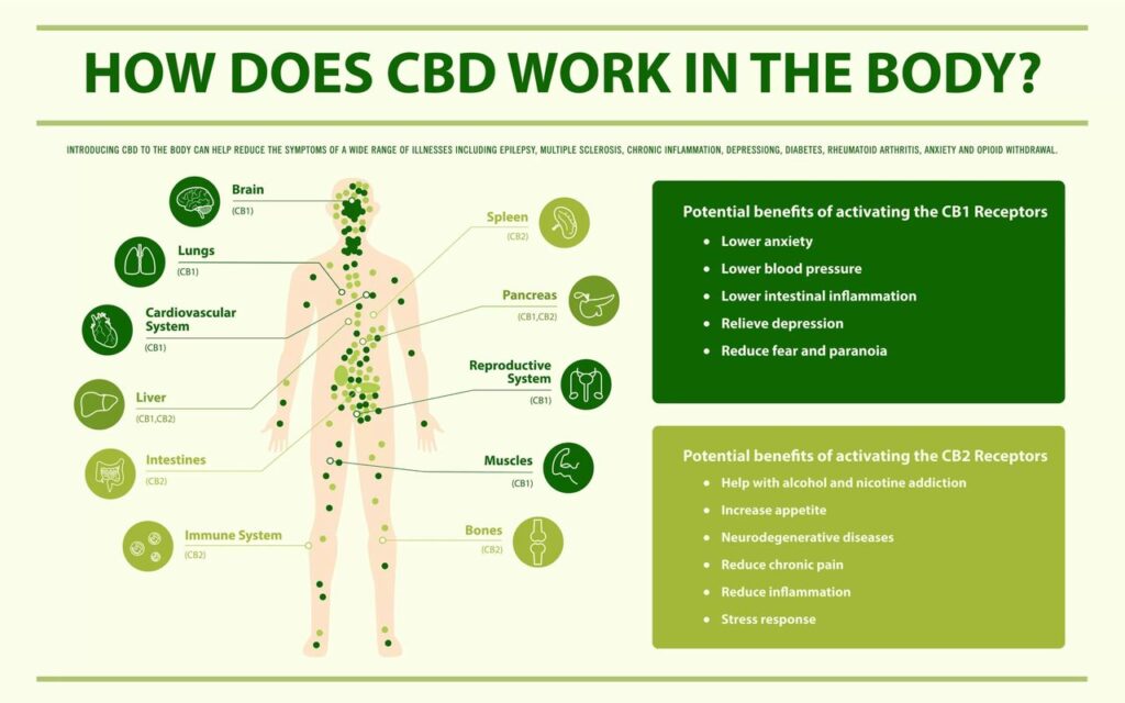 Cannabinoids interact with our bodies thanks to a network of neurons called the endocannabinoid system.